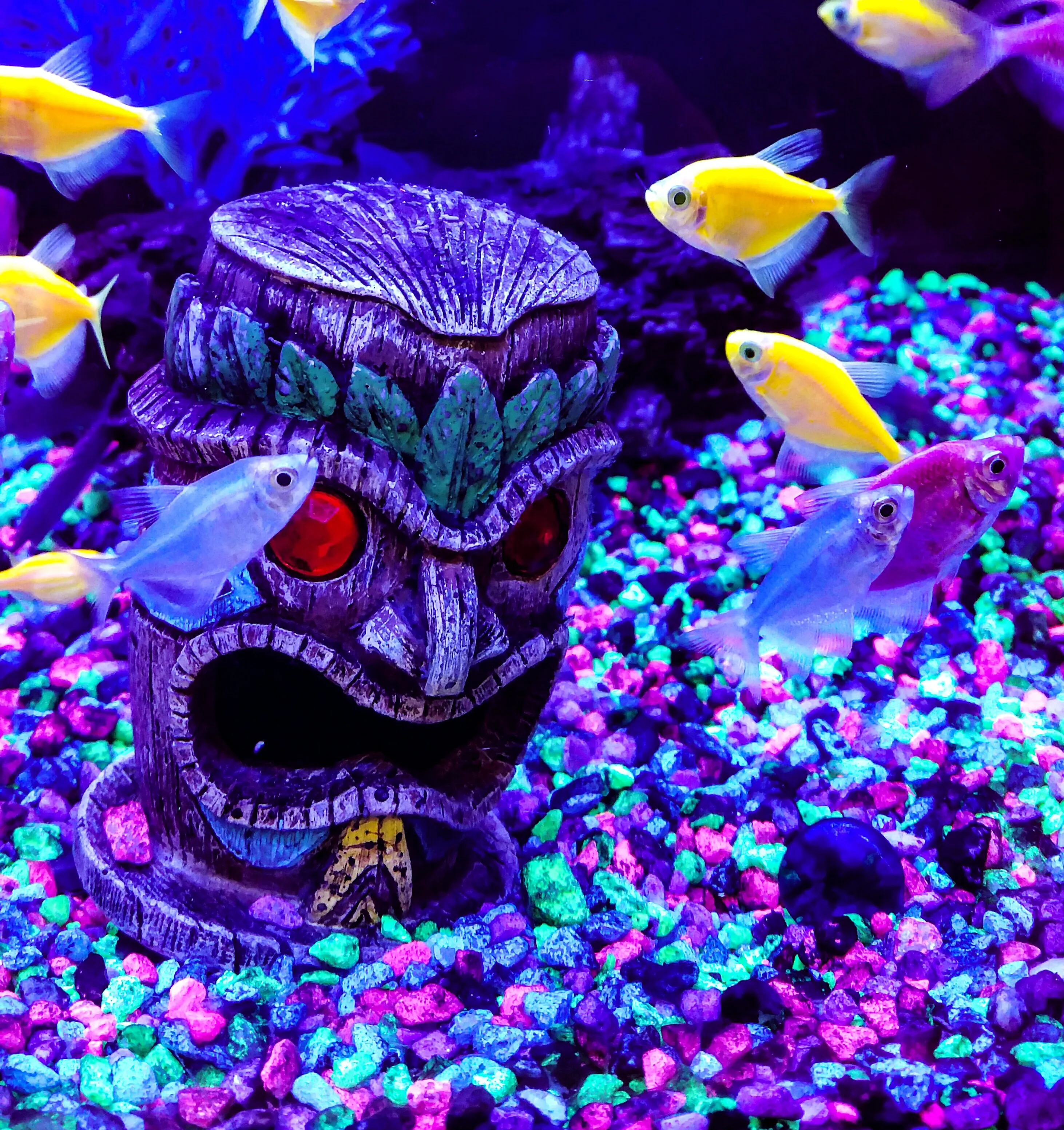 Categoria decoração para aquario de Aquarismo Brasil